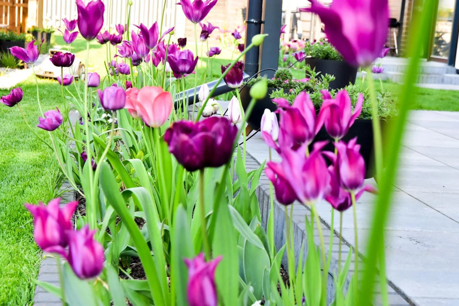 Fioletowe tulipany przy tarasie